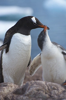 Images Dated 19th February 2014: Antarctica. Antarctic Peninsula. Neko Harbor. Gentoo Penguin (Pygoscelis papua) colony