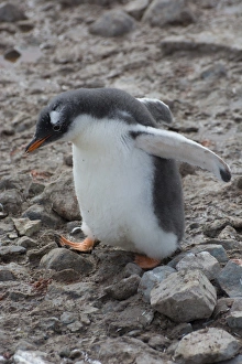 Images Dated 19th February 2014: Antarctica. Antarctic Peninsula. Neko Harbor. Gentoo Penguin colony. Gentoo Penguin