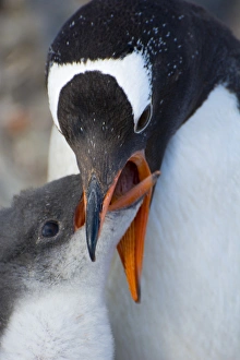 Images Dated 19th February 2014: Antarctica. Antarctic Peninsula. Neko Harbor. Gentoo Penguin (Pygoscelis papua) colony