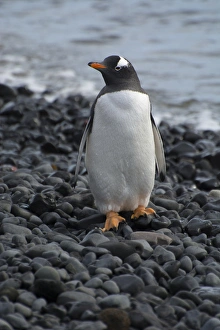 Images Dated 15th February 2014: Antarctica. Antarctic Peninsula. Brown Bluff. Gentoo penguin (Pygoscelis papua)