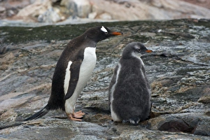 Images Dated 16th February 2014: Antarctica. Antarctic Peninsula