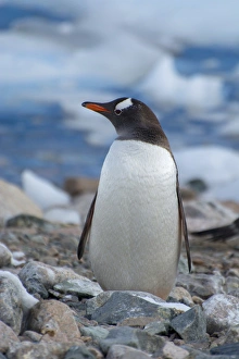 Images Dated 19th February 2014: Antarctica. Antarctic Peninsula. Neko Harbor. Gentoo Penguin (Pygoscelis papua) colony