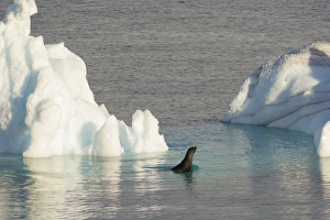 Images Dated 19th February 2014: Antarctica. Antarctic Peninsula. Gerlache Strait. Crabeater seal and an iceberg