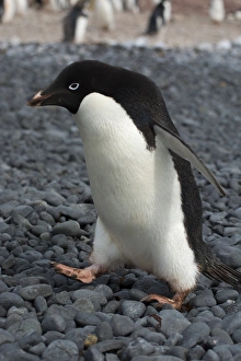Images Dated 15th February 2014: Antarctica. Antarctic Peninsula. Brown Bluff. Adelie penguins (Pygoscelis adeliae)