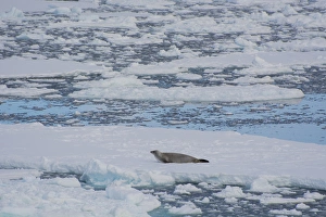Images Dated 17th February 2014: Antarctica. Antarctic Peninsula. South of the Antarctic Circle. near Adelaide Island