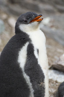 Images Dated 19th February 2014: Antarctica. Antarctic Peninsula. Neko Harbor. Gentoo Penguin colony. Gentoo Penguin