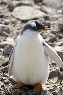 Images Dated 19th February 2014: Antarctica. Antarctic Peninsula. Neko Harbor. Gentoo Penguin (Pygoscelis papua) colony