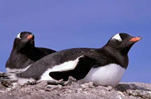 Cuverville Island Prints: Antarctica, Antarctic Peninsula, Peterman Island. Gentoo Penguins (Pygoscelis papua)