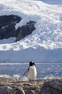 Antarctica, Antarctic Peninsula, Gerlache strait, Neko Harbor, Gentoo Penguin