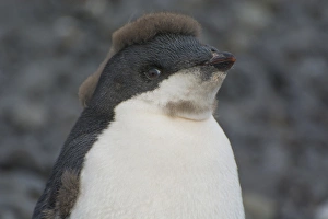 Images Dated 15th February 2014: Antarctica. Antarctic Peninsula. Brown Bluff