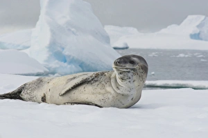 Images Dated 20th February 2014: Antarctica. Antarctic Peninsula. Charlotte Bay