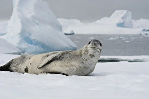 Images Dated 20th February 2014: Antarctica. Antarctic Peninsula. Charlotte Bay