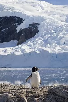Images Dated 27th January 2006: Antarctica, Antarctic Peninsula, Gerlache strait, Neko Harbor, Gentoo Penguin