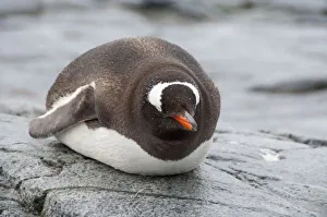 Antarctica, Antarctic Penninsula. Petermann Island, Gentoo penguin (wild: Pygoscelis papua)