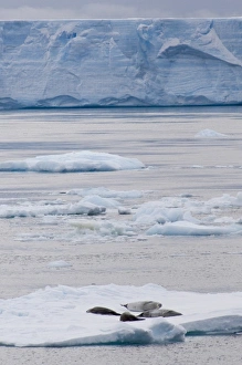 Antarctica, Antarctic Penninsula, Antarctic Sound. Crabeater seals (wild: Lobodon