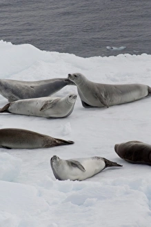 Images Dated 14th March 2010: Antarctica, Antarctic Penninsula, Antarctic Sound. Crabeater seals (wild: Lobodon