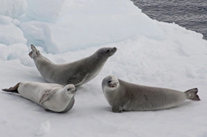 Images Dated 14th March 2010: Antarctica, Antarctic Penninsula, Antarctic Sound. Crabeater seals (wild: Lobodon
