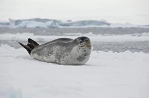 Images Dated 14th March 2010: Antarctica, Antarctic Penninsula, Antarctic Sound. Leopard seal on iceberg (Wild