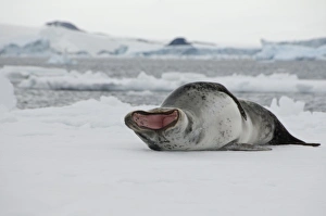 Images Dated 14th March 2010: Antarctica, Antarctic Penninsula, Antarctic Sound. Leopard seal on iceberg (Wild
