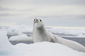 Images Dated 14th March 2010: Antarctica, Antarctic Penninsula, Antarctic Sound. White Crabeater seal on iceberg (Wild