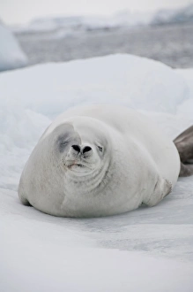 Antarctica, Antarctic Penninsula, Antarctic Sound. White Crabeater seal on iceberg (Wild