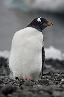 Images Dated 14th March 2010: Antarctica, Antarctic Penninsula, Brown Bluff (63832 S, 56855 W). Gentoo penguin
