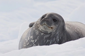 Antarctica, Antarctic Penninsula. Antarctica, Paradise Harbour (aka Paridise Bay)