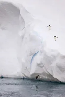 Diving Prints: Antarctica, Antarctic Sound. Adelie penguin about to hit water after diving off iceberg