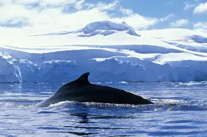 Whale Prints: Antarctica, Anvers Island, Humpback Whale (Megaptera novaengliae) swims at surface