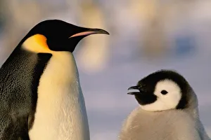 Territory Prints: Antarctica, Australian