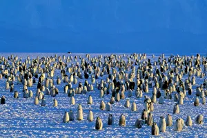 Migrate Prints: Antarctica, Australian Antarctic Territory, Auster EP Rookery. Emperor Penguins