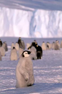 Antarctica, Australian Antarctic Territory, Auster EP Rookery. Emperor Penguin chicks