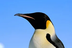 Antarctica, Australian Antarctic Territory, Auster EP Rookery. Emperor Penguin