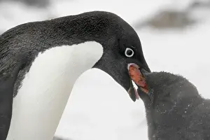 Parenting Prints: Antarctica, Brown Bluff. Adelie penguin adult feeding young regurgitated krill. Credit as