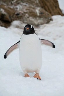 Images Dated 11th January 2024: Antarctica, Brown Bluff. Gentoo penguin