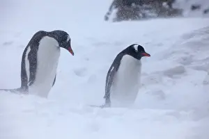 Blur Prints: Antarctica, Brown Bluff, Gentoo Penguins in Snow Storm