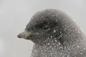 Brown Bluff Prints: Antarctica, Brown Bluff. Portrait of adelie penguin chick in snowstorm