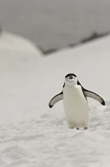 Half Moon Island Prints: Antarctica, Chinstrap, Penguin
