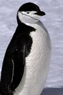 Antarctica. Chinstrap penguin