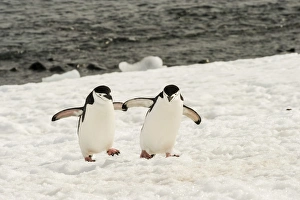 Penguin Prints: Antarctica, Chinstrap, Penguin, Walking Pair