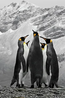 South Georgia Prints: Antarctica. A conference of King Penguins