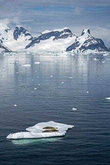 Seal Prints: Antarctica. Crabeater seals napping on iceberg