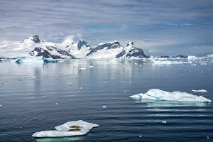 Seal Prints: Antarctica. Crabeater seals napping on iceberg