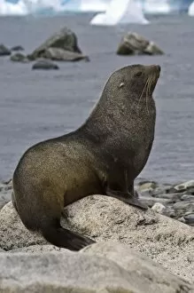 Antarctica, Cuverville Island. Antarctic fur seal on beach Cuverville Island Antarctica