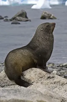 South Pole Prints: Antarctica, Cuverville Island. Antarctic fur seal on beach Cuverville Island Antarctica