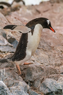 Images Dated 17th April 2024: Antarctica, Cuverville Island. Gentoo penguin jumping on rocks
