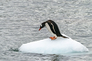 Images Dated 9th August 2024: Antarctica, Cuverville Island. Gentoo penguin on small iceberg