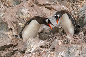 Images Dated 17th April 2024: Antarctica, Cuverville Island. Gentoo penguins on rock nest calling