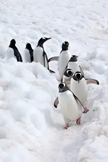 Penguin Prints: Antarctica, Cuverville Island, Gentoo Penguins Walking Through the Snow