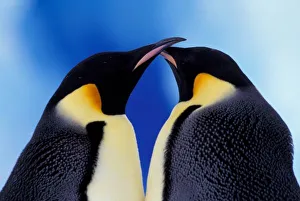 Kiss Prints: Antarctica, Emperor Penguin (Aptenodytes forsteri), adult pair